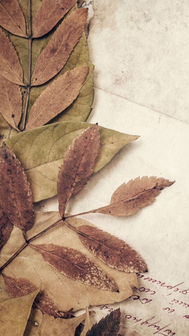 Обои бумага, лист, дерево, растение, завод в разрешении 720x1280