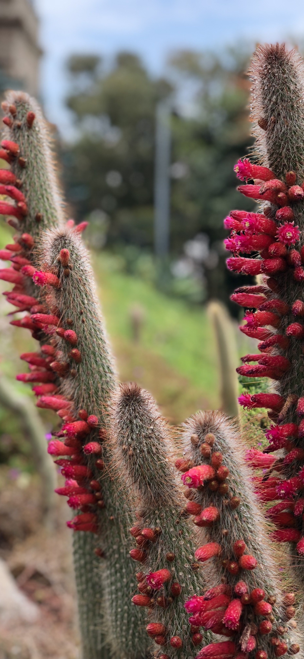 Обои цветок, кактус, физика, наука, растительность в разрешении 1242x2688