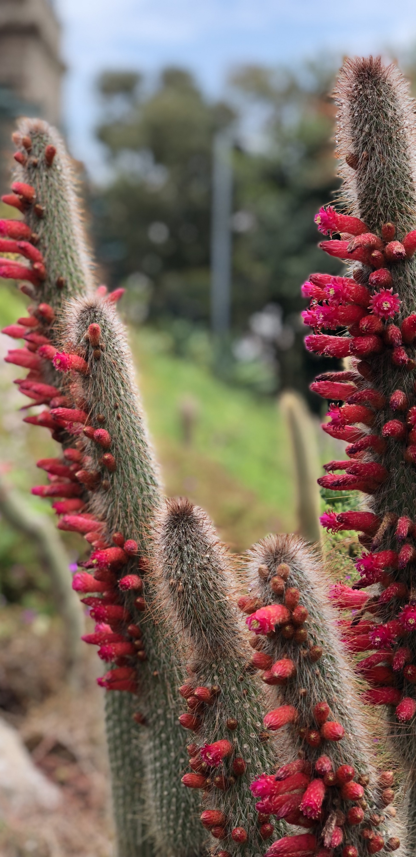 Обои цветок, кактус, физика, наука, растительность в разрешении 1440x2960