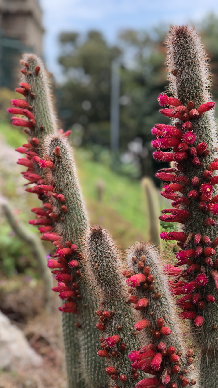 Обои цветок, кактус, физика, наука, растительность в разрешении 750x1334