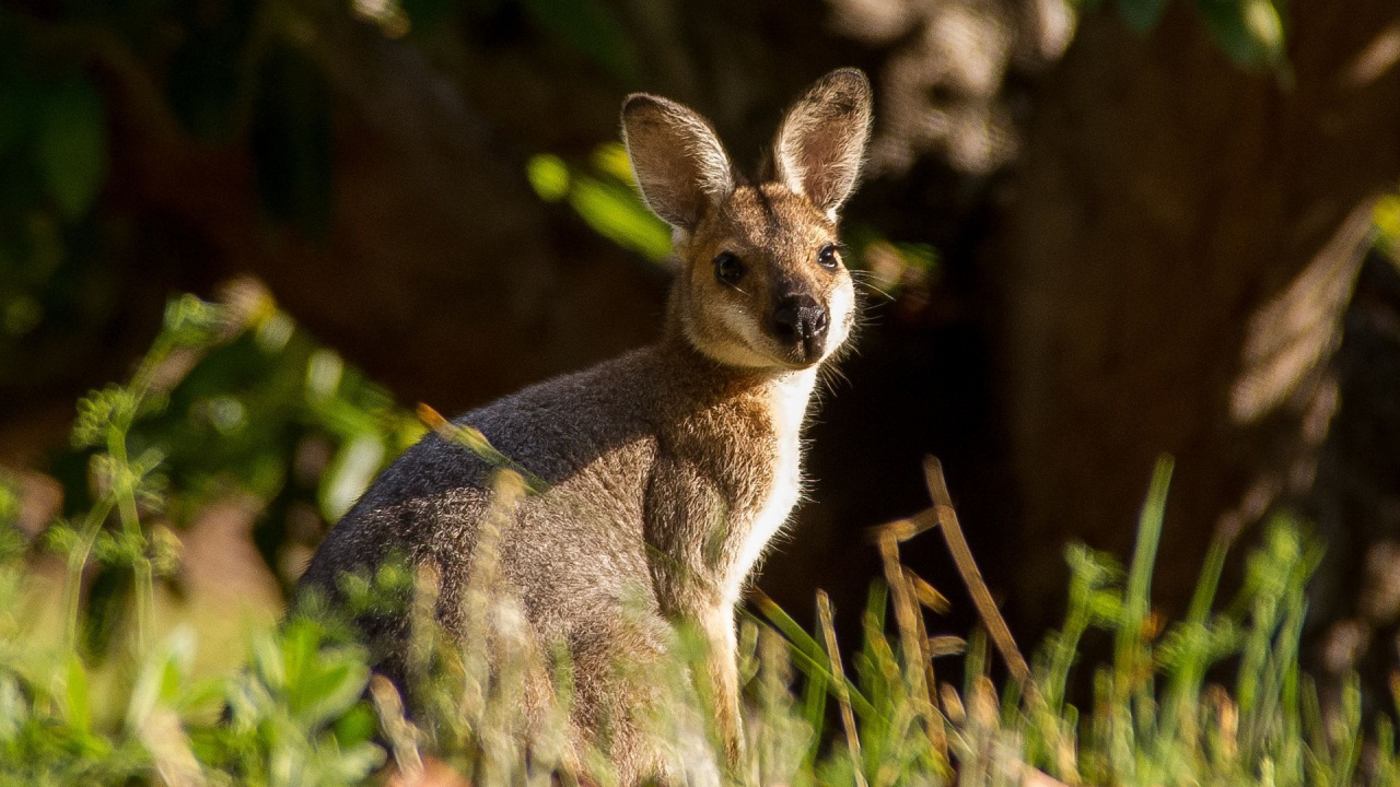 Обои Сумчатые, Круглоносые валлаби, валлаби, экзотический питомец, живая природа в разрешении 1280x720