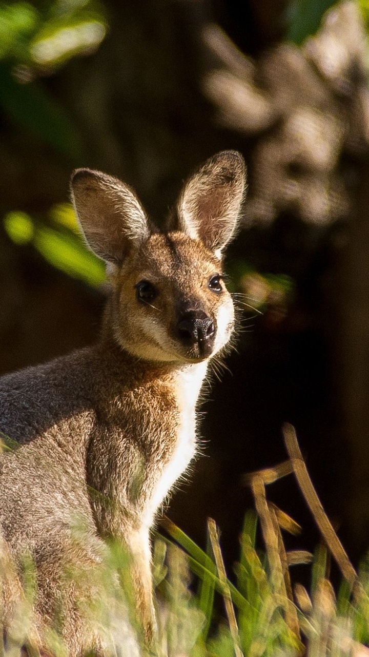 Обои Сумчатые, Круглоносые валлаби, валлаби, экзотический питомец, живая природа в разрешении 720x1280