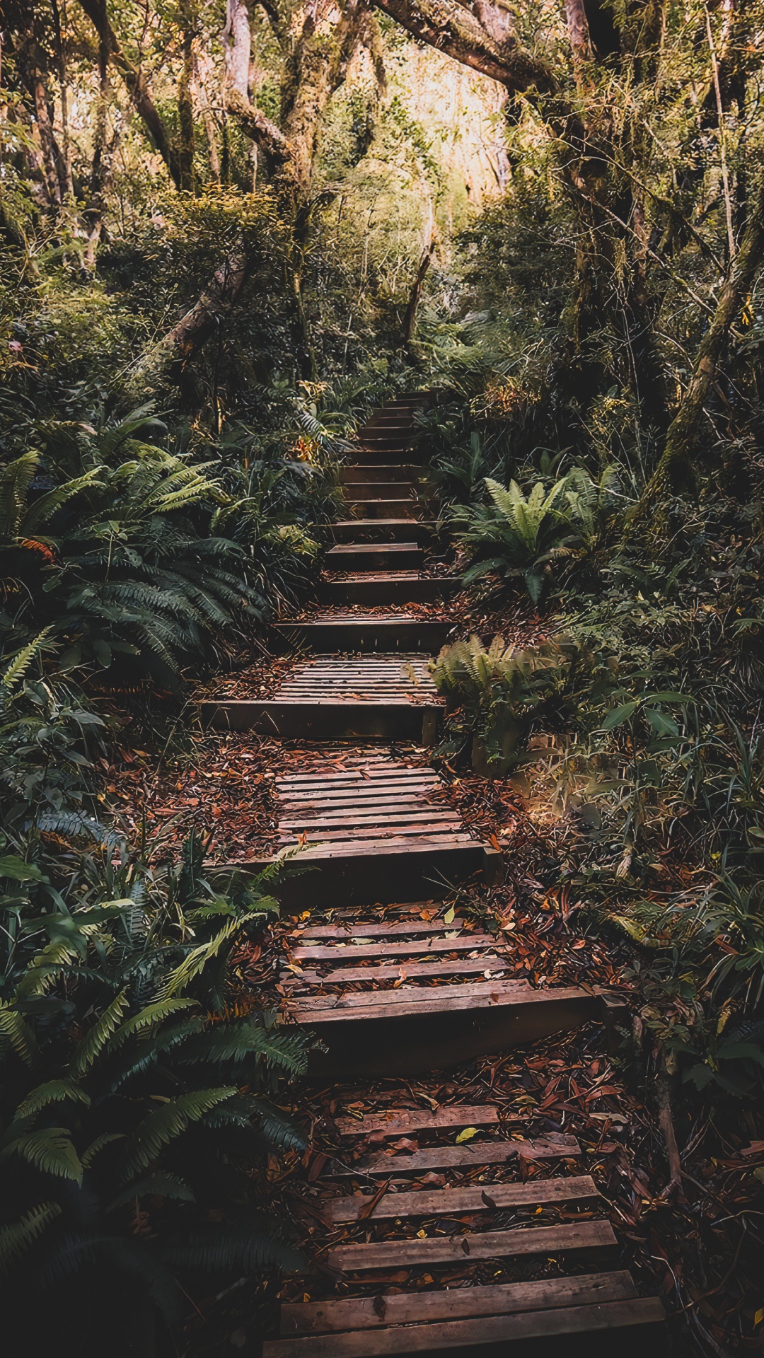 Обои природа, растение, растительное сообщество, древесина, природный ландшафт в разрешении 1080x1920