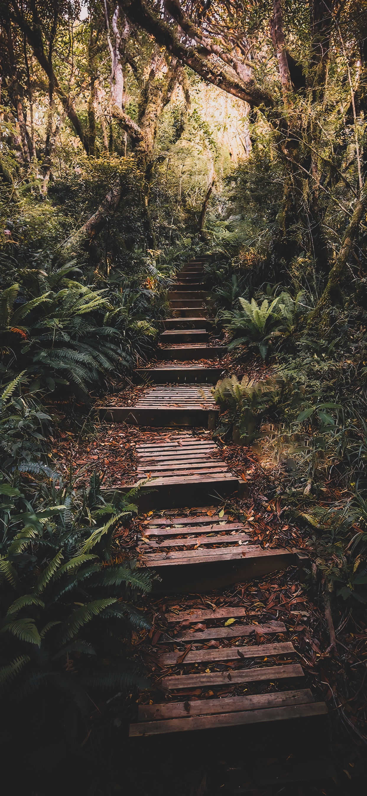 Обои природа, растение, растительное сообщество, древесина, природный ландшафт в разрешении 1242x2688