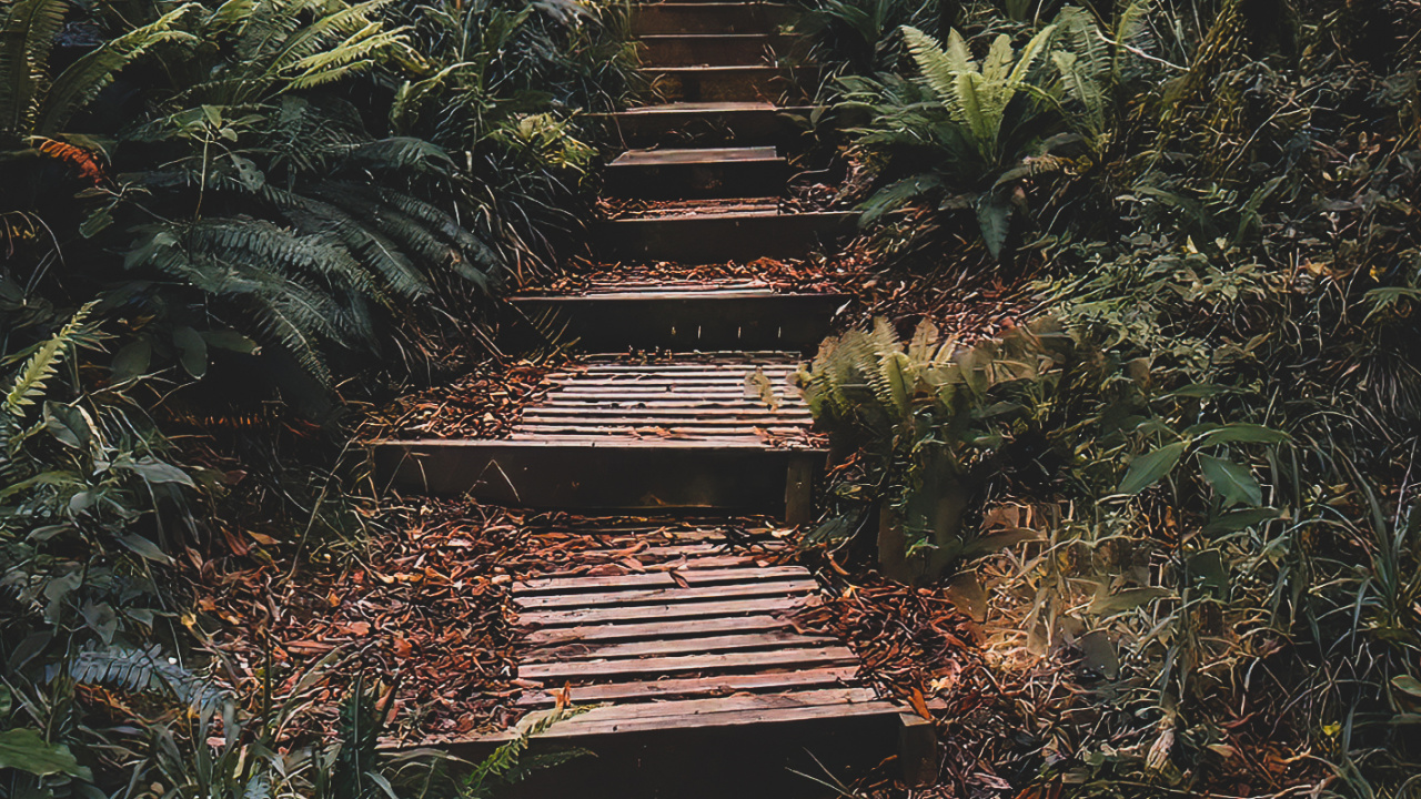 Обои природа, растение, растительное сообщество, древесина, природный ландшафт в разрешении 1280x720