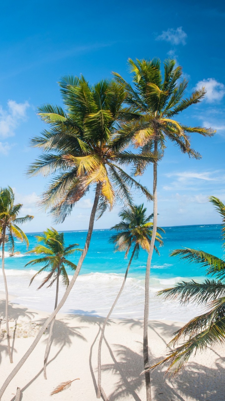 Обои пляж, Дно Залива, побережье, море, дерево в разрешении 720x1280