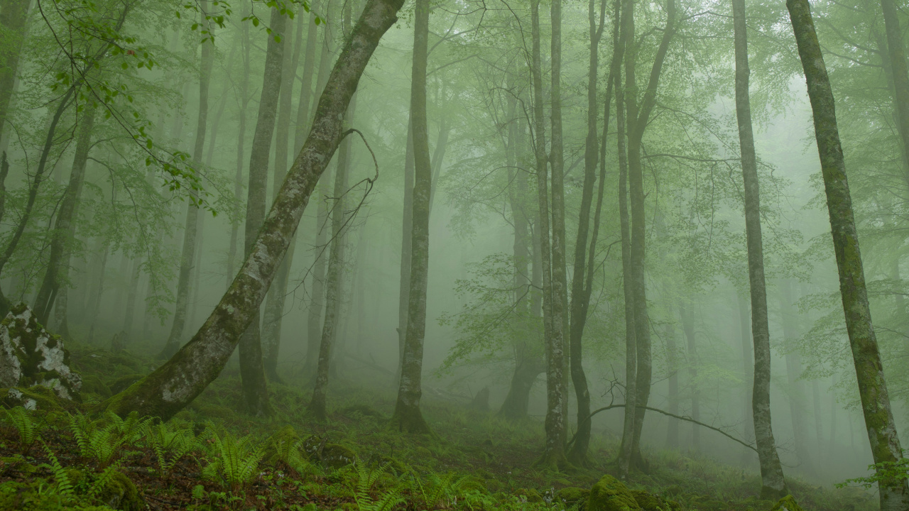 Обои лес, дерево, лесистая местность, природный заповедник, листопадные в разрешении 1280x720