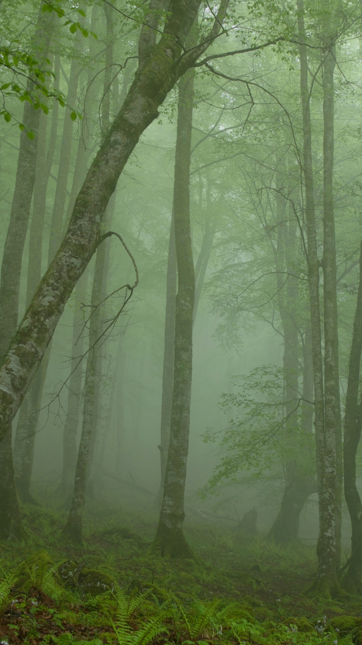 Обои лес, дерево, лесистая местность, природный заповедник, листопадные в разрешении 720x1280