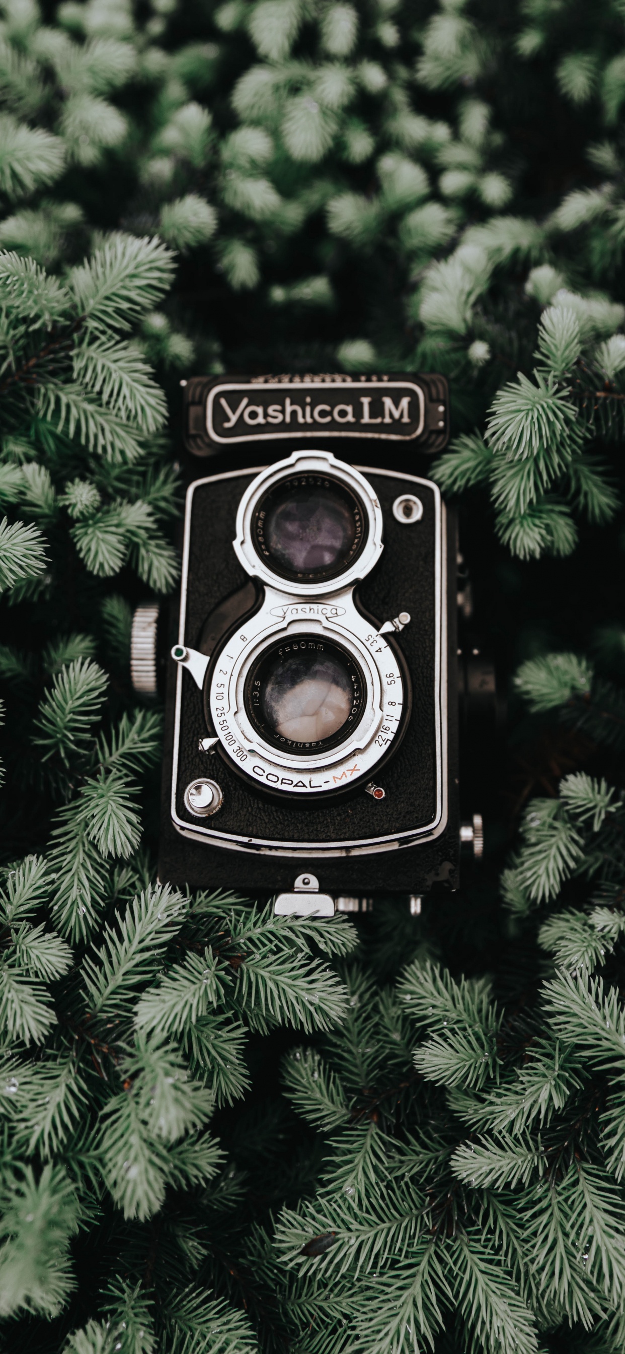 Обои камера, оптика камеры, дерево, растение, объектив камеры в разрешении 1242x2688