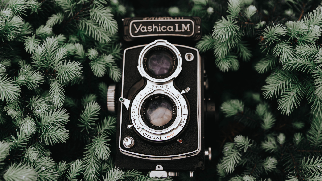 Обои камера, оптика камеры, дерево, растение, объектив камеры в разрешении 1366x768