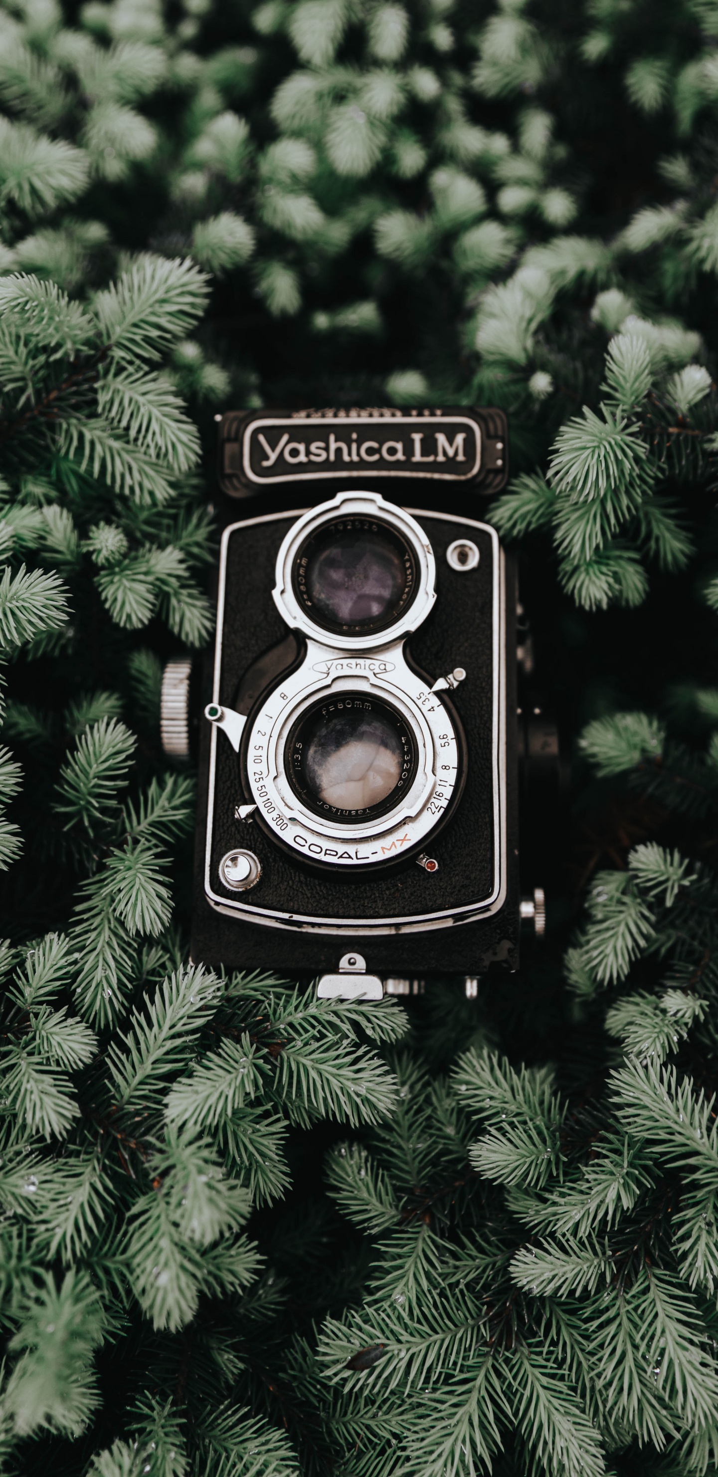 Обои камера, оптика камеры, дерево, растение, объектив камеры в разрешении 1440x2960