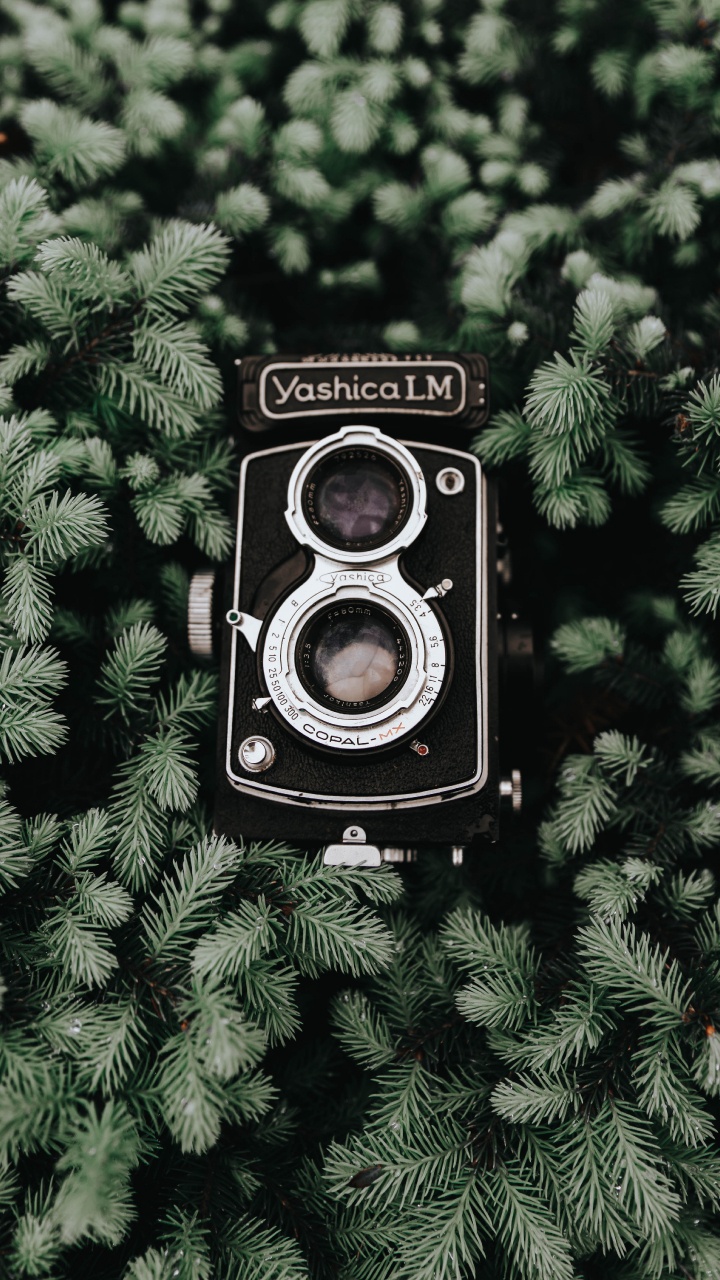 Обои камера, оптика камеры, дерево, растение, объектив камеры в разрешении 720x1280