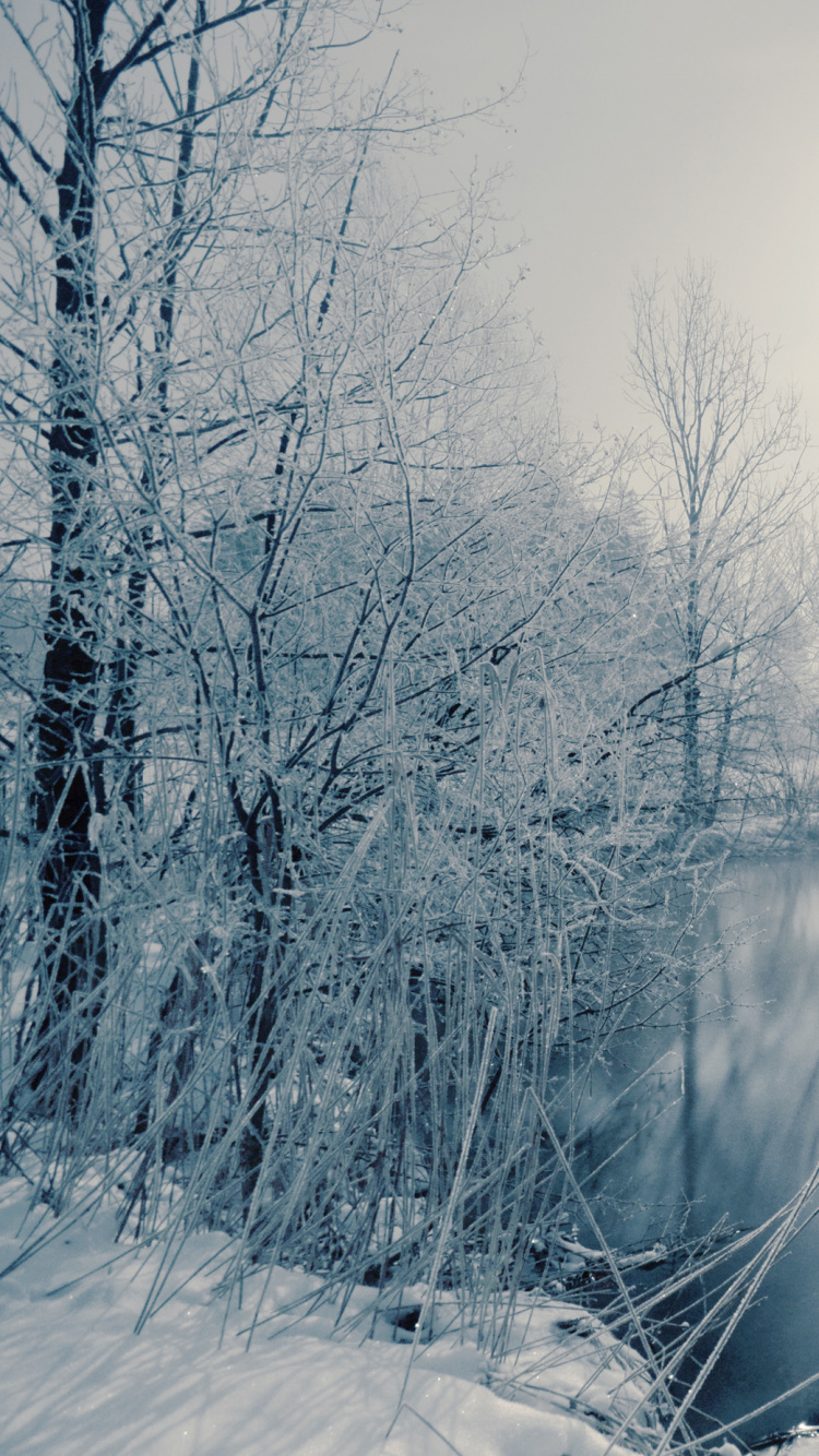 Обои зима, снег, природа, вода, дерево в разрешении 750x1334