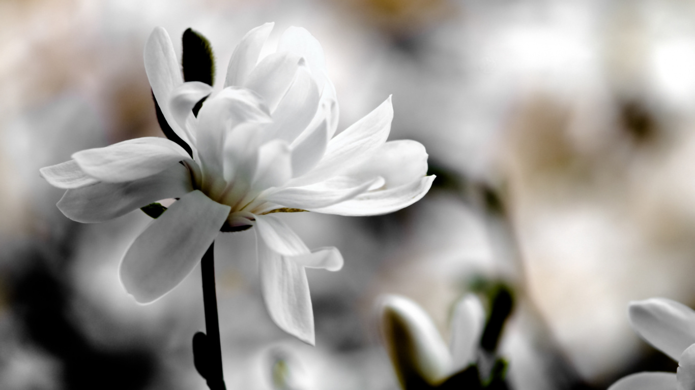 Обои цветковое растение, белые, лепесток, растение, весна в разрешении 1366x768