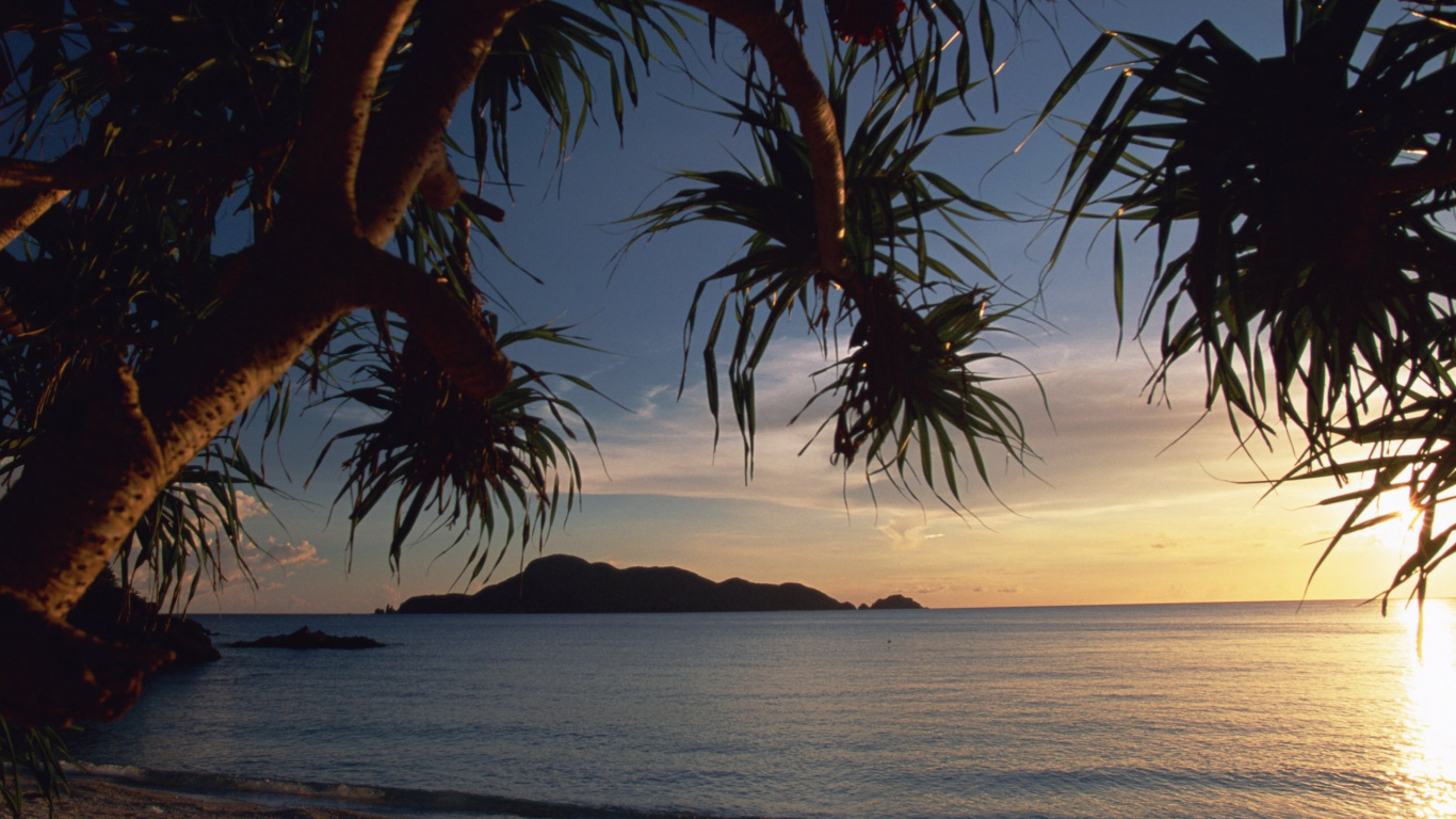 Обои пляж, дерево, тропическая зона, природа, Пальма в разрешении 1366x768