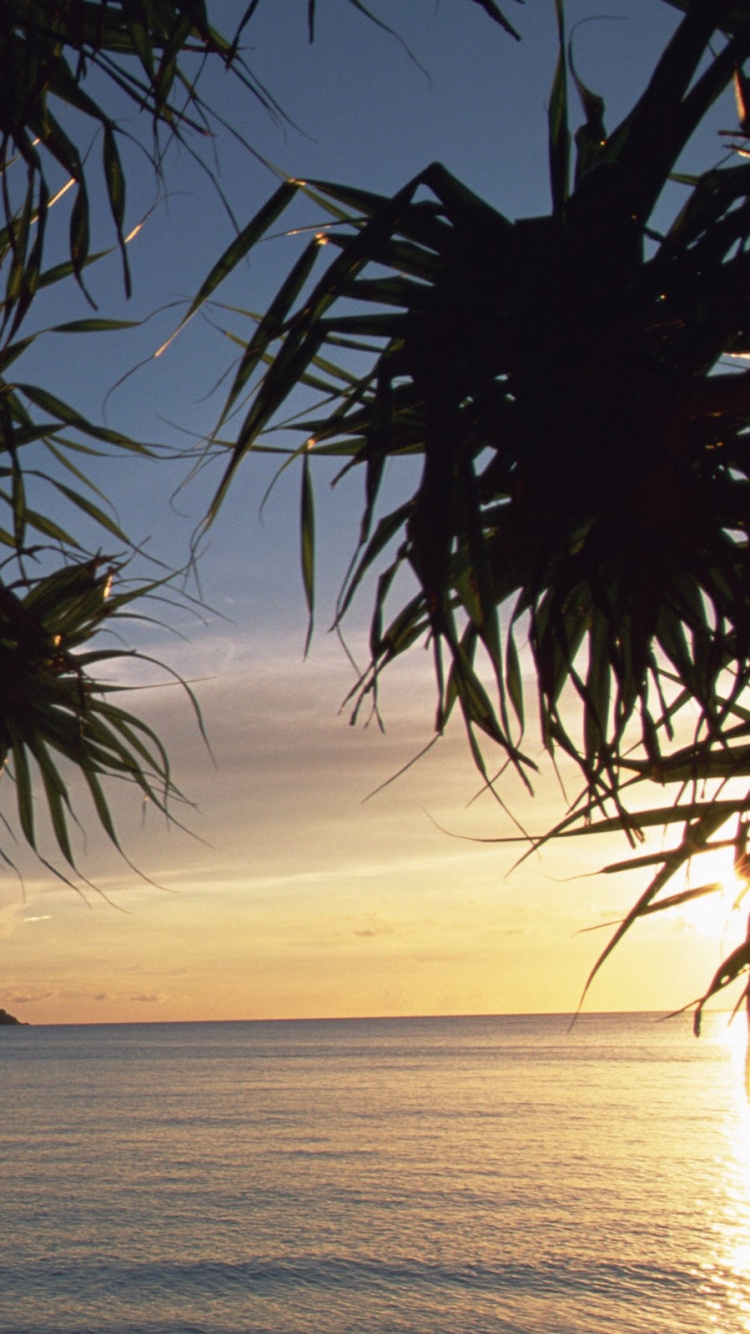 Обои пляж, дерево, тропическая зона, природа, Пальма в разрешении 750x1334