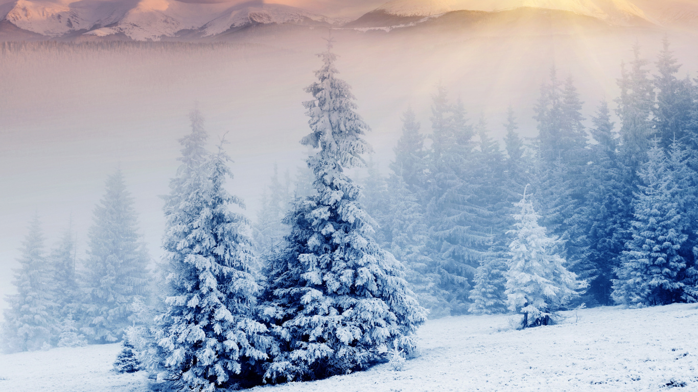 Обои снег, зима, дерево, замораживание, мороз в разрешении 1366x768