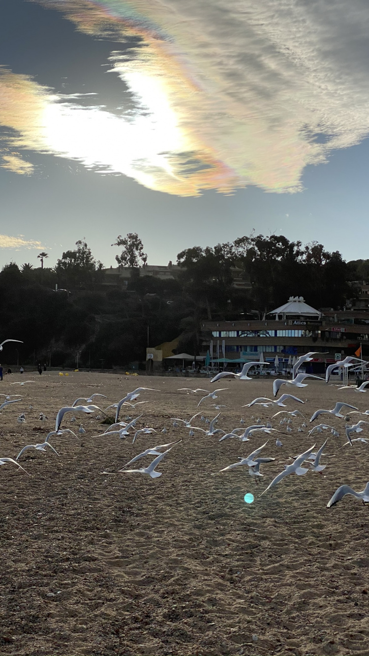 Обои вода, биология, наука, облако, почва в разрешении 750x1334