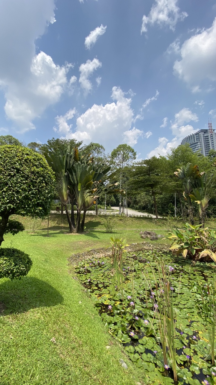 Обои растительность, Ботанический сад, растительное сообщество, растение, облако в разрешении 720x1280