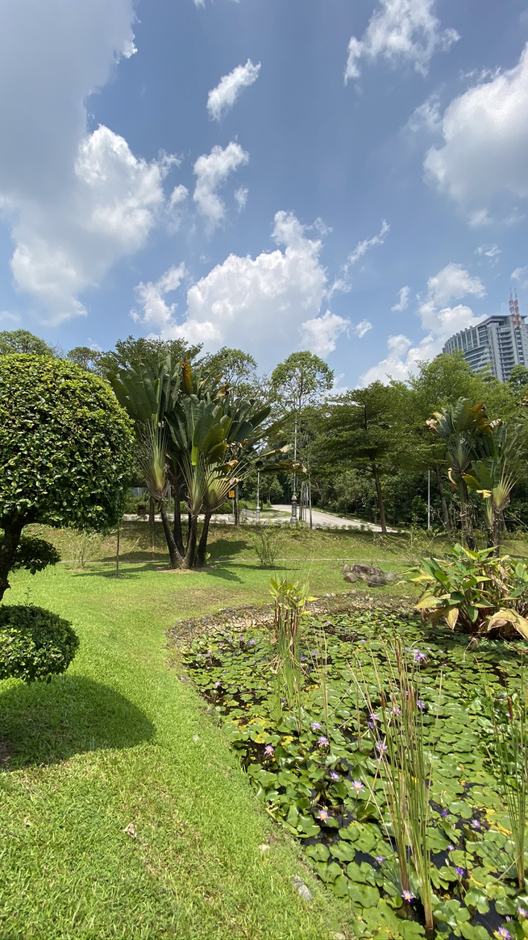 Обои растительность, Ботанический сад, растительное сообщество, растение, облако в разрешении 750x1334