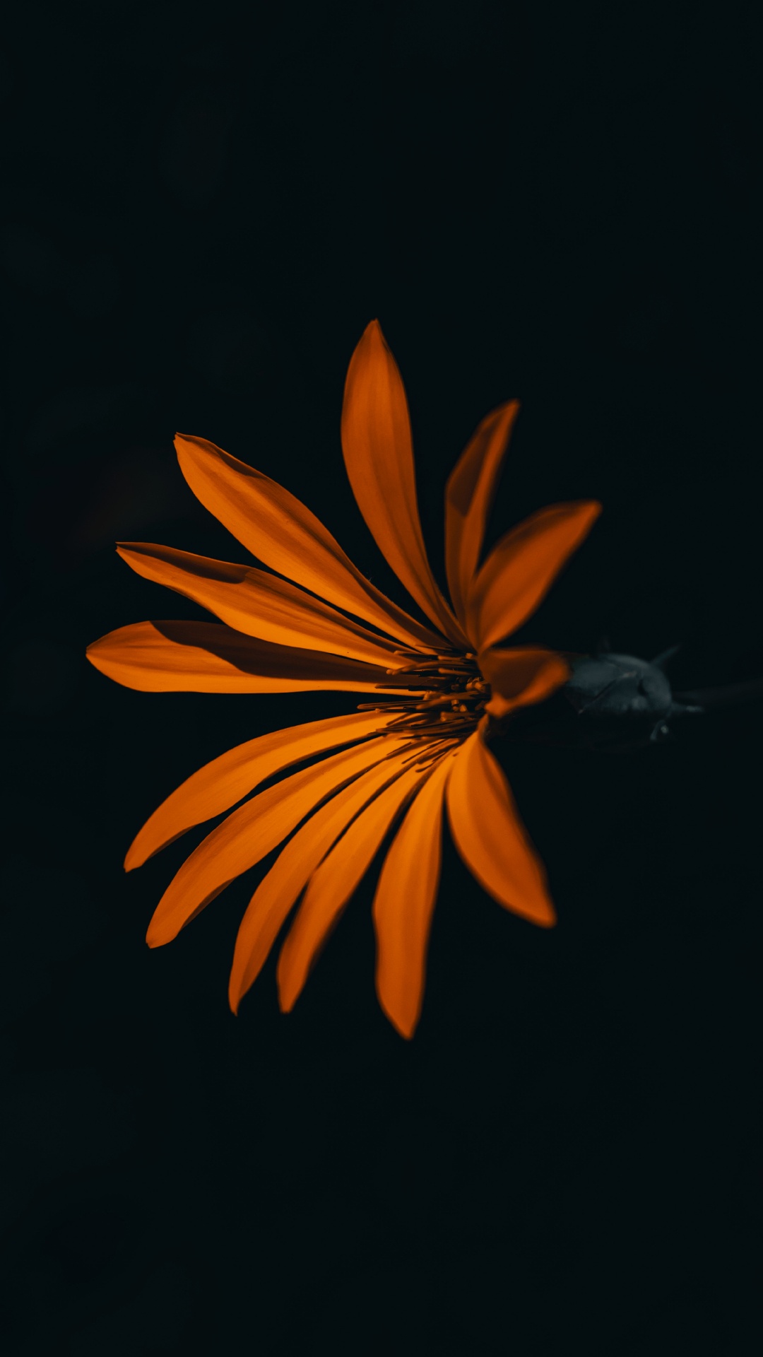 Обои Апельсин, лепесток, цветок, желтый, растение в разрешении 1080x1920