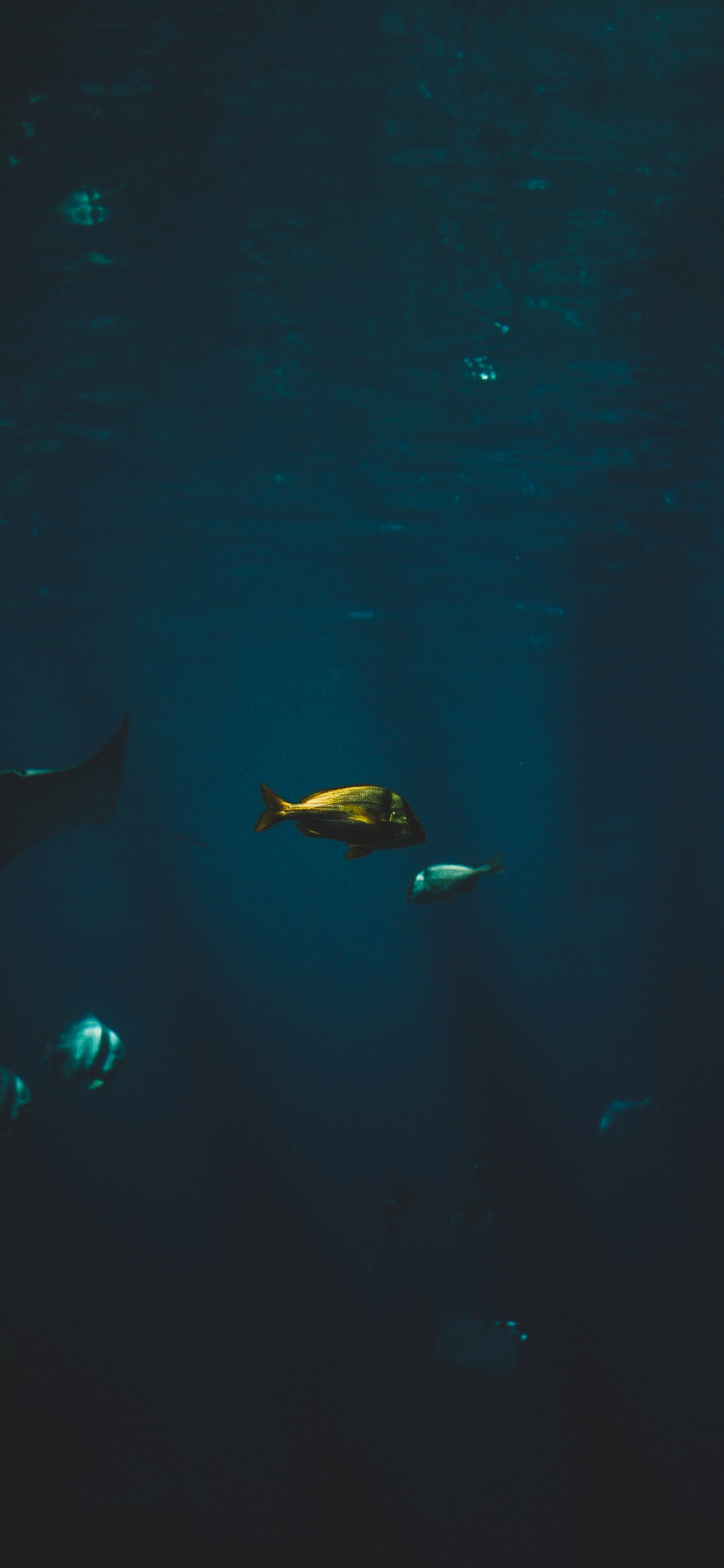 Обои белая рыба, морская биология, вода, финн, подземные воды в разрешении 1125x2436