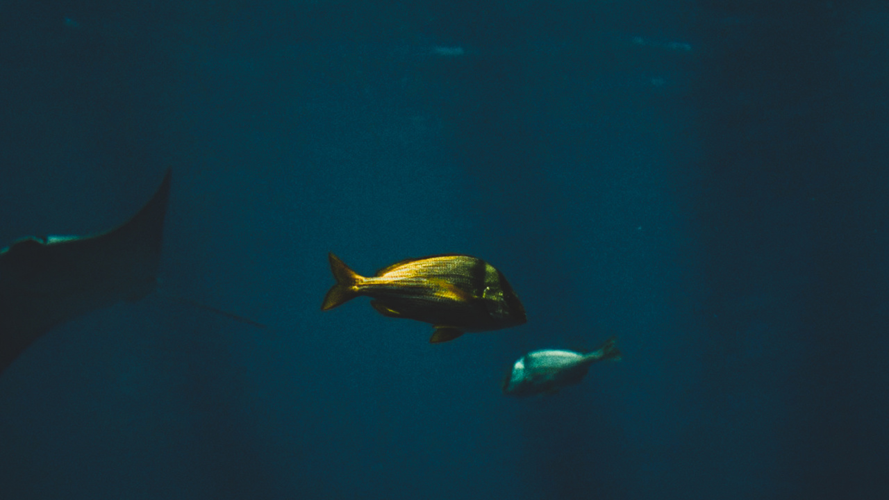 Обои белая рыба, морская биология, вода, финн, подземные воды в разрешении 1280x720