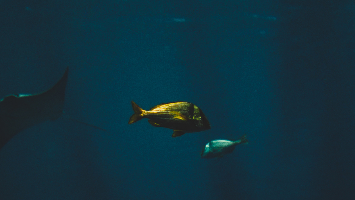 Обои белая рыба, морская биология, вода, финн, подземные воды в разрешении 1366x768