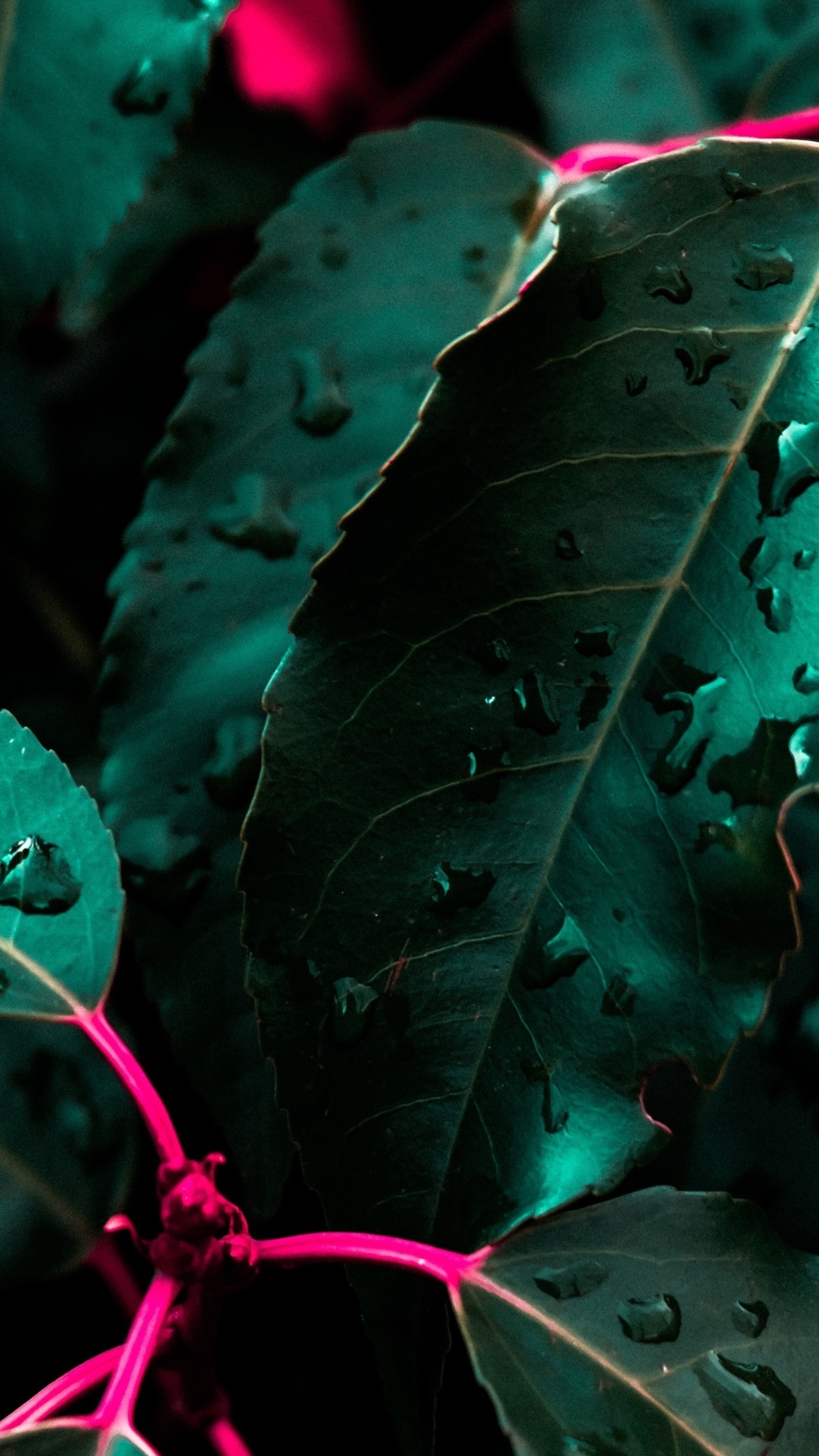 Обои soundcloud, растение, зеленый, лист, наземное растение в разрешении 1080x1920