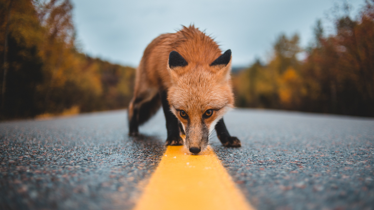 Обои рыжая лисица, лиса, Псовые, живая природа, нос в разрешении 1280x720