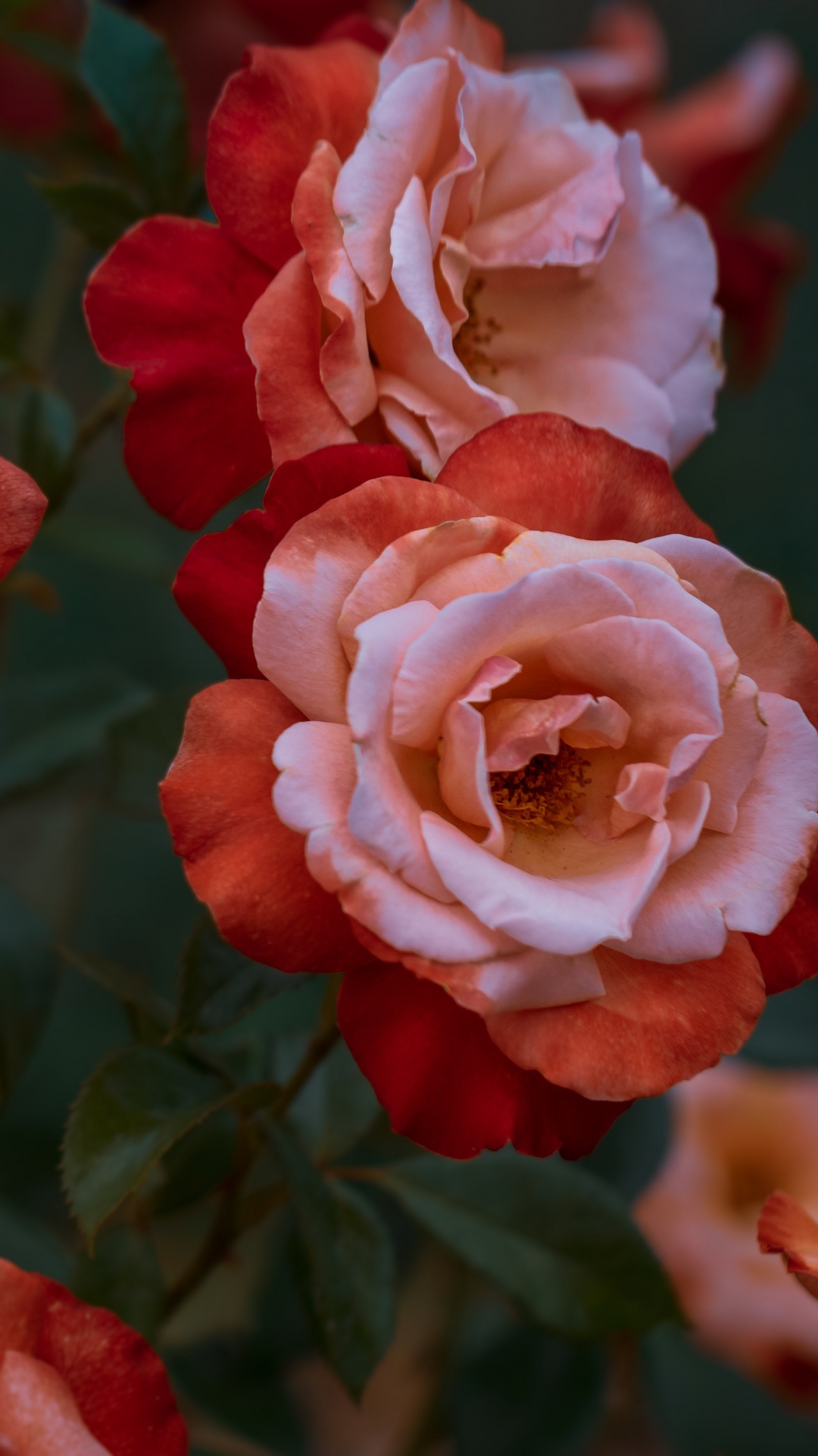 Обои Роза, цветок, цветковое растение, сад роз, красный цвет в разрешении 1080x1920