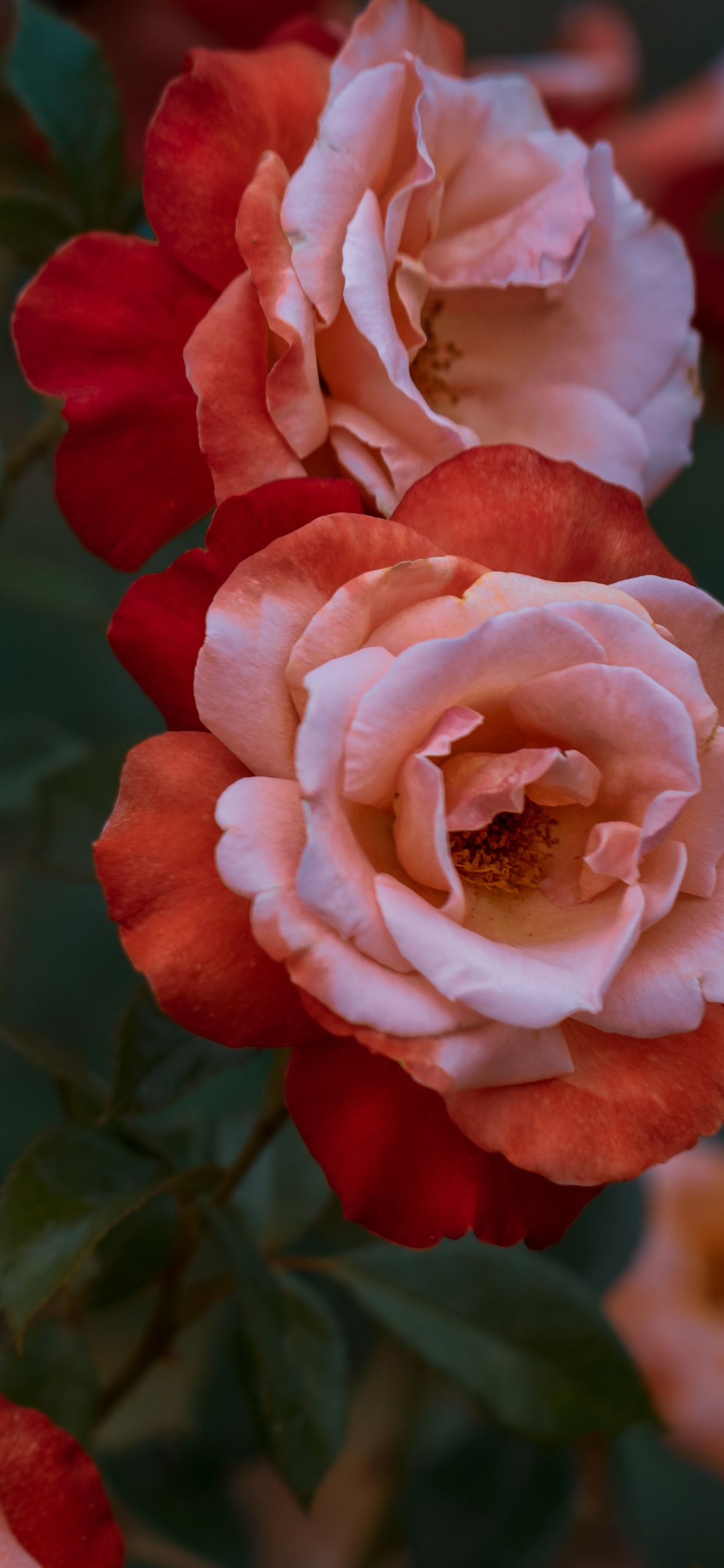 Обои Роза, цветок, цветковое растение, сад роз, красный цвет в разрешении 1242x2688