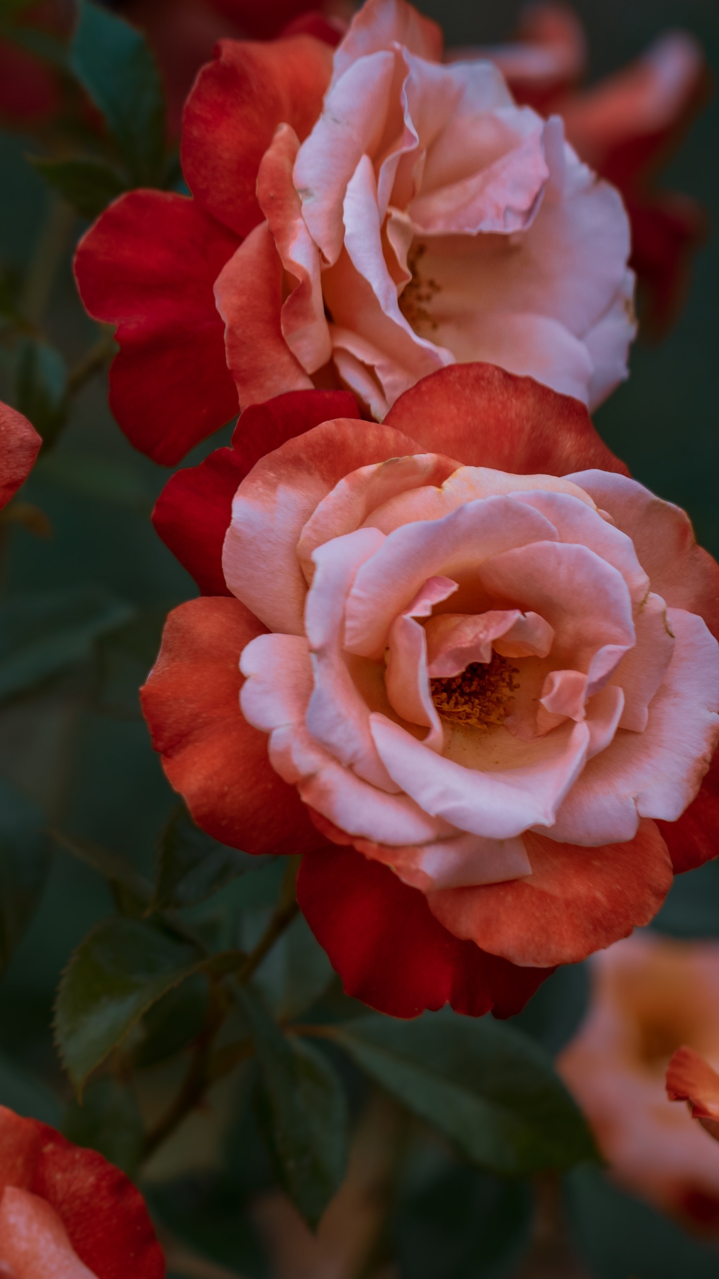 Обои Роза, цветок, цветковое растение, сад роз, красный цвет в разрешении 1440x2560