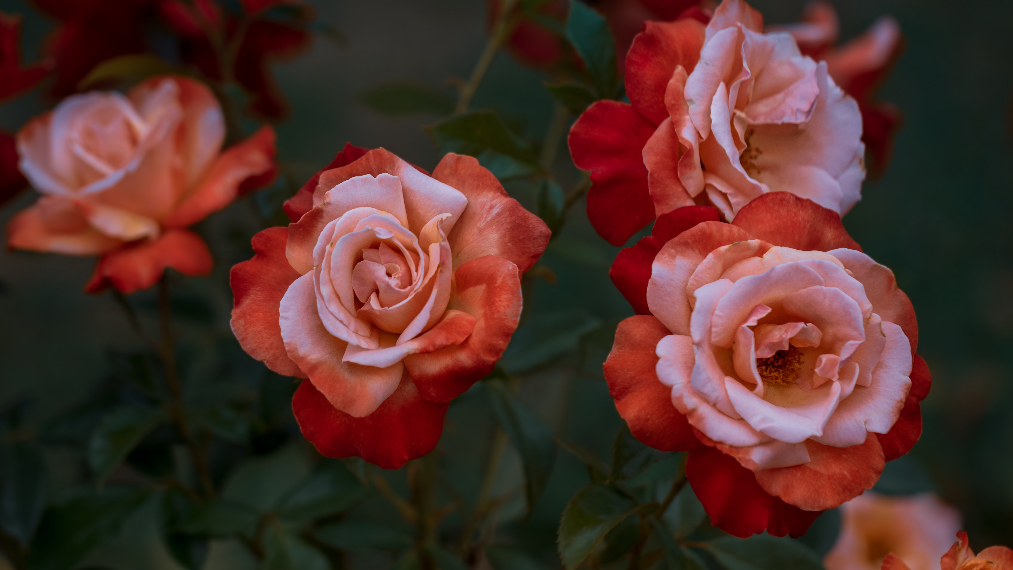 Обои Роза, цветок, цветковое растение, сад роз, красный цвет в разрешении 3840x2160