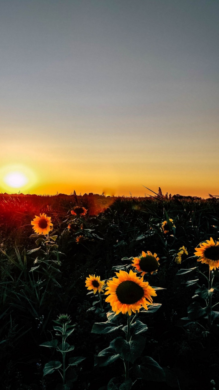 Обои подсолнечное утро, утро, подсолнечник, природа, желтый в разрешении 720x1280