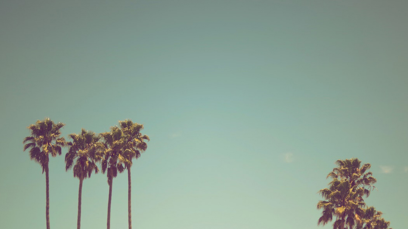 Обои дерево, солнечный свет, пальмовые рощи, ладонь небесное дерево, цветок в разрешении 1366x768