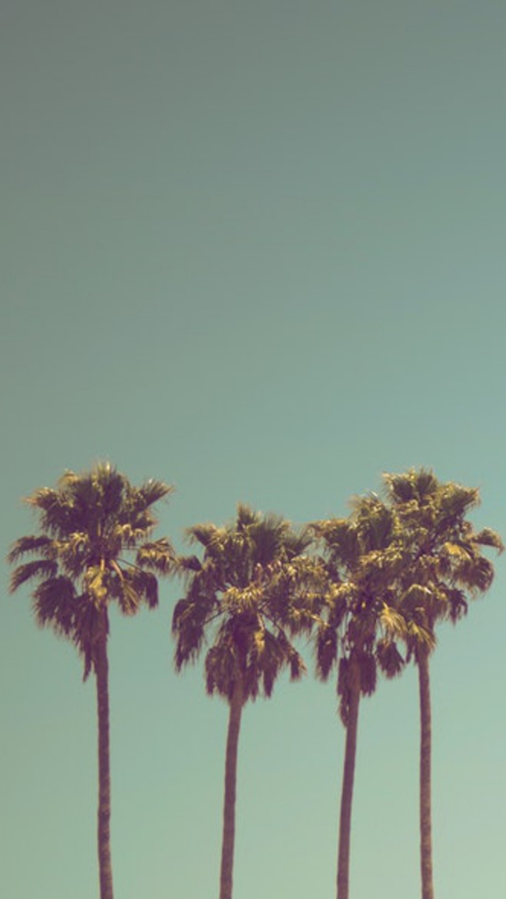 Обои дерево, солнечный свет, пальмовые рощи, ладонь небесное дерево, цветок в разрешении 720x1280