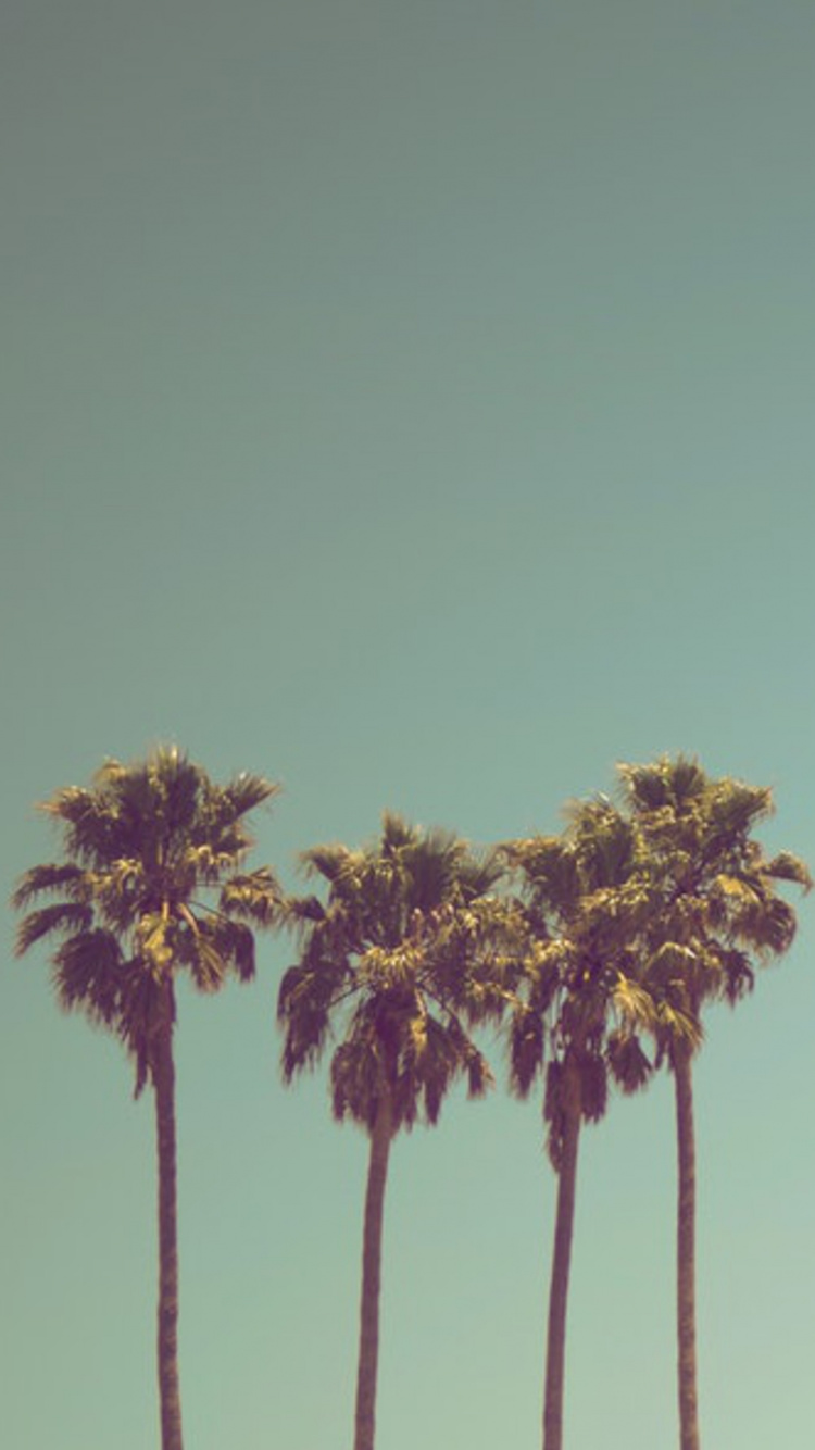 Обои дерево, солнечный свет, пальмовые рощи, ладонь небесное дерево, цветок в разрешении 750x1334