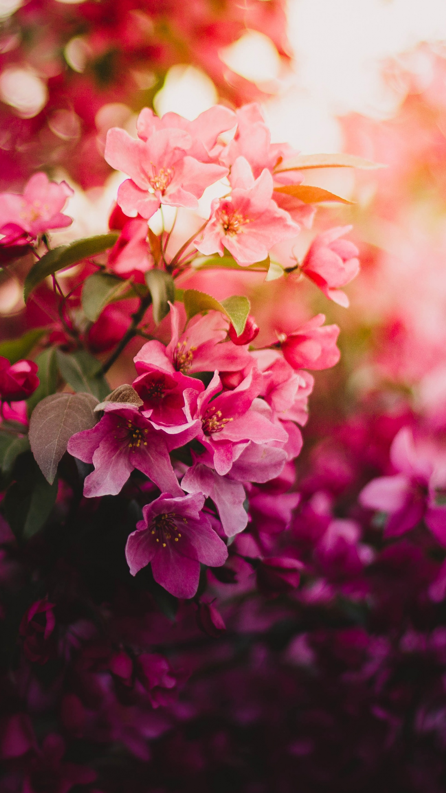 Обои цветок, розовые цветы, расцвет, розовый, красный цвет в разрешении 1440x2560