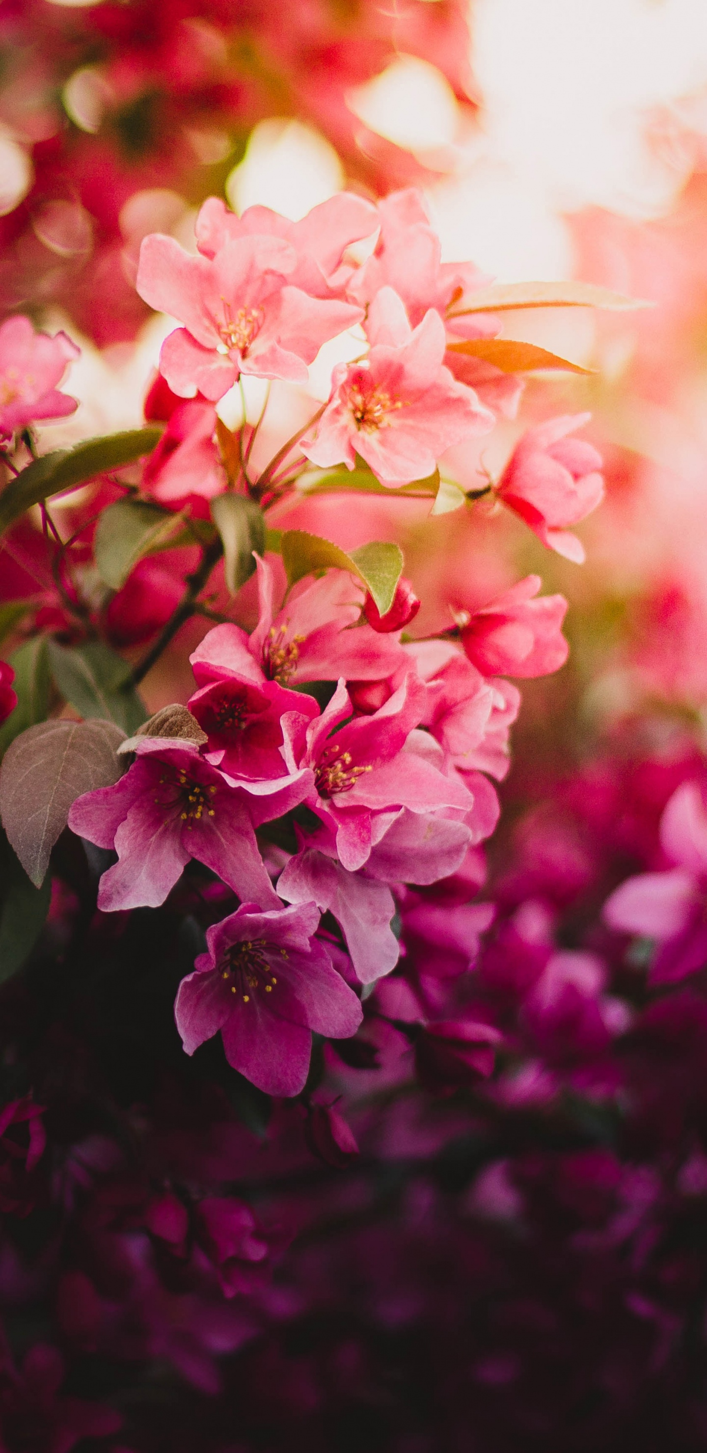 Обои цветок, розовые цветы, расцвет, розовый, красный цвет в разрешении 1440x2960