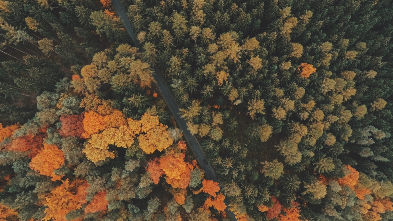 Обои осень, лес, дерево, растительность, с высоты птичьего полета в разрешении 1366x768