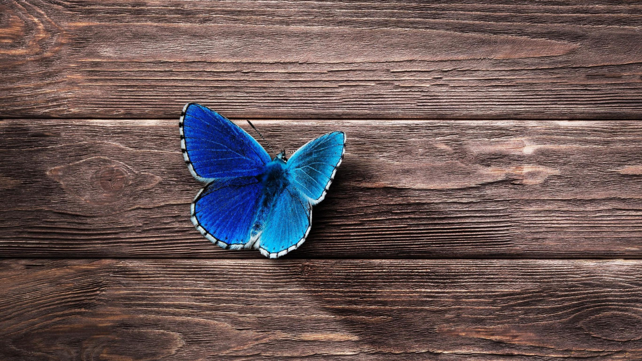 Обои насекомое, бабочка, мотыльки и бабочки, древесина, беспозвоночных в разрешении 1280x720