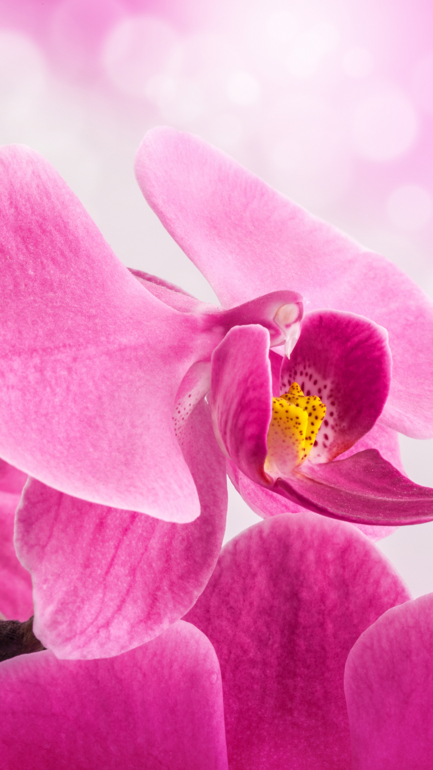 Обои орхидея, цветок, розовый, лепесток, Роза в разрешении 1440x2560