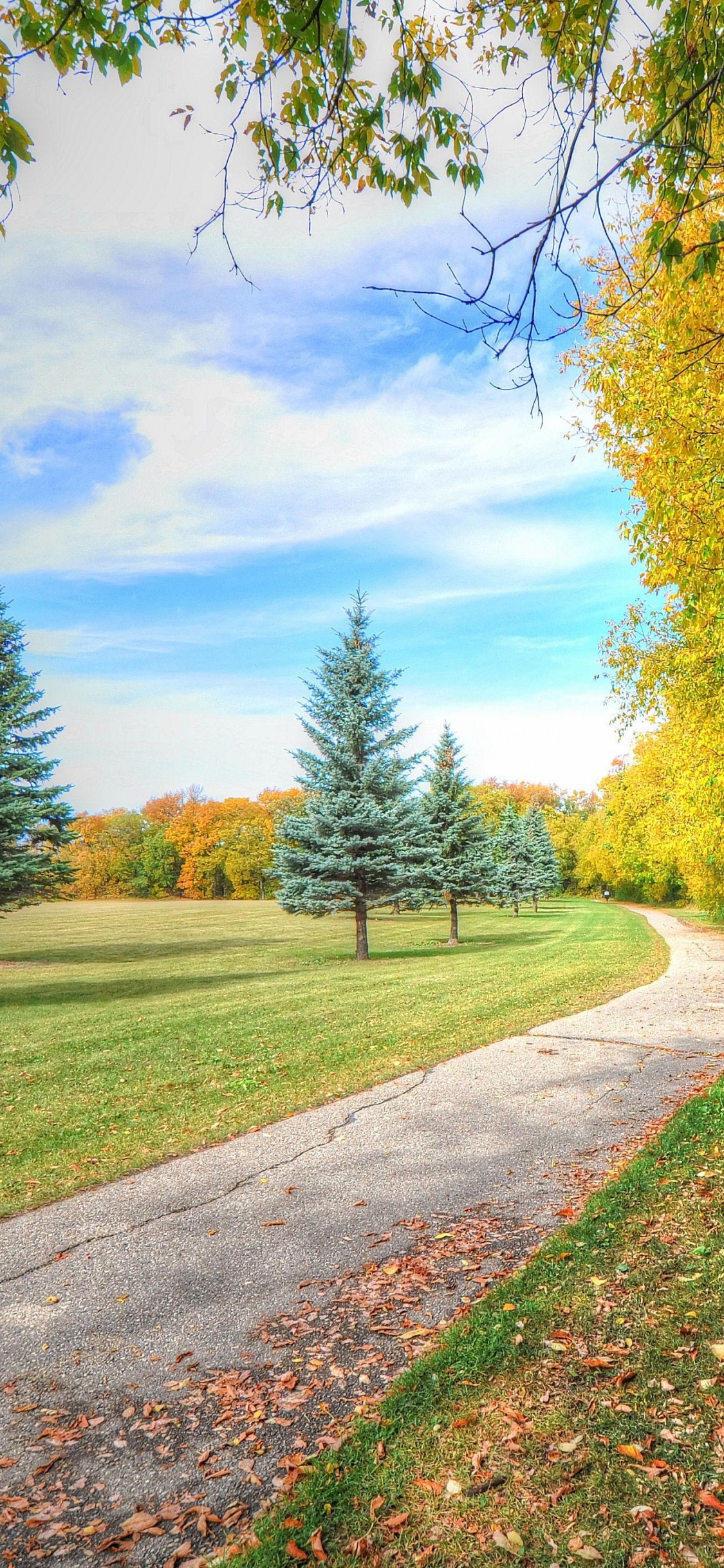 Обои природа, пейзаж, дерево, лист, дорога в разрешении 1125x2436