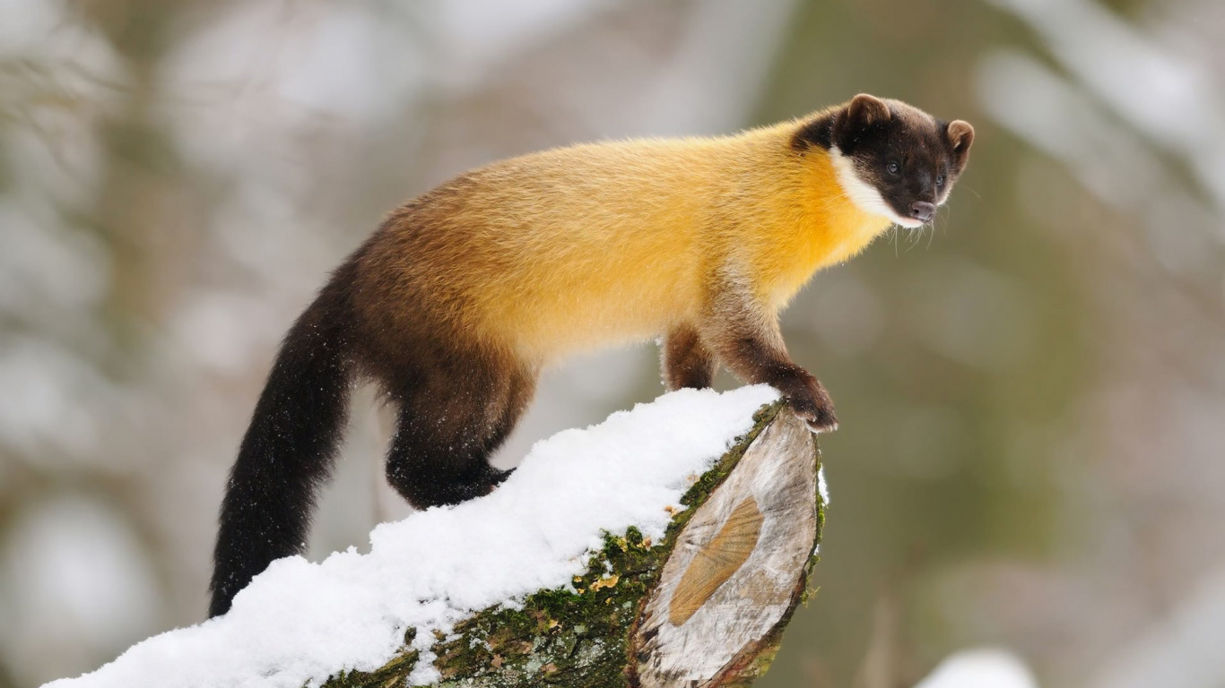Обои Нилгири куница, Желтогорлые куница, Лесная куница, морда, живая природа в разрешении 1366x768