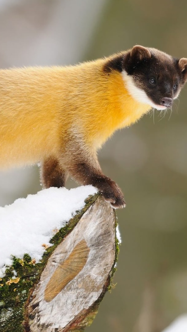 Обои Нилгири куница, Желтогорлые куница, Лесная куница, морда, живая природа в разрешении 720x1280