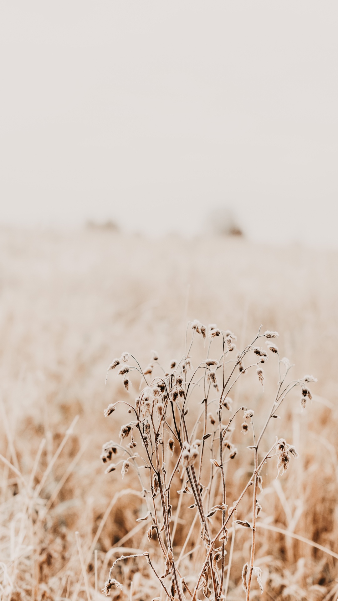 Обои утро, семейство травы, растение, экорегион, прут в разрешении 1080x1920