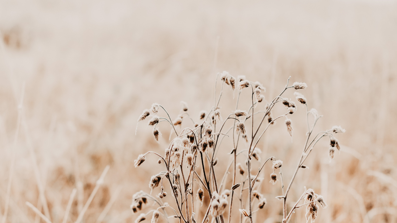 Обои утро, семейство травы, растение, экорегион, прут в разрешении 1280x720