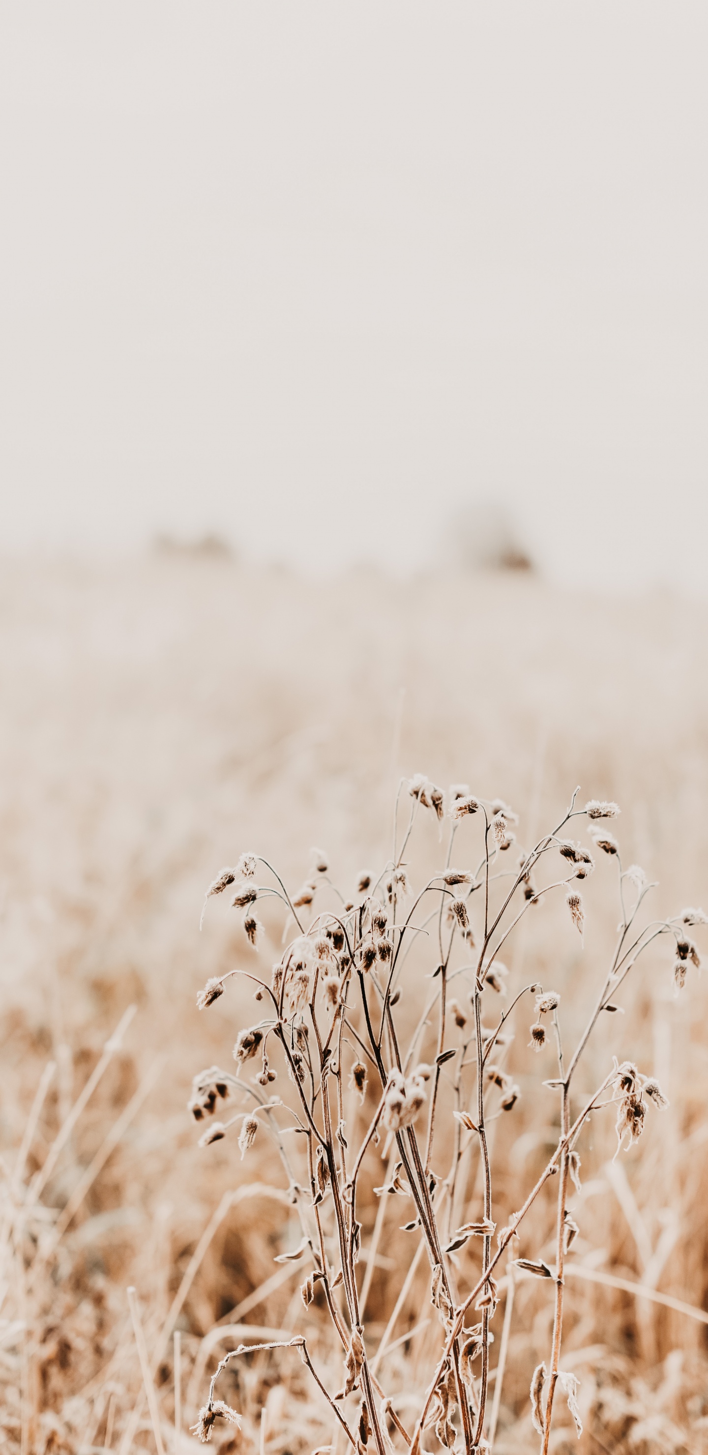 Обои утро, семейство травы, растение, экорегион, прут в разрешении 1440x2960