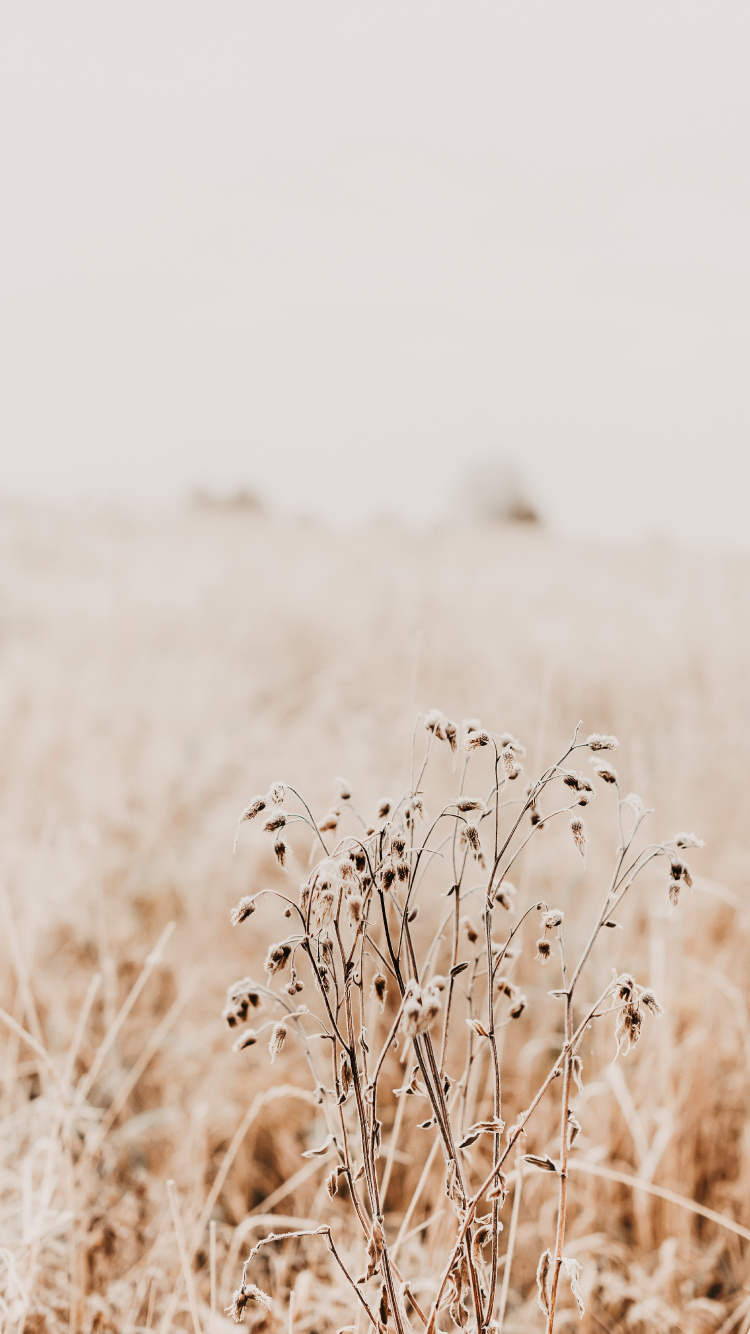 Обои утро, семейство травы, растение, экорегион, прут в разрешении 750x1334